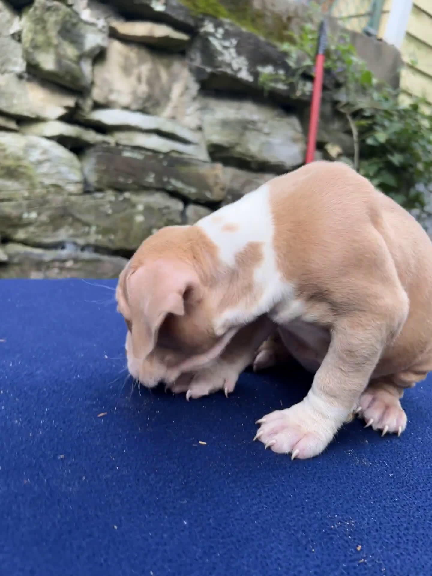 American Bully dogs for sale: American Bully 3 puppies - Video 1
