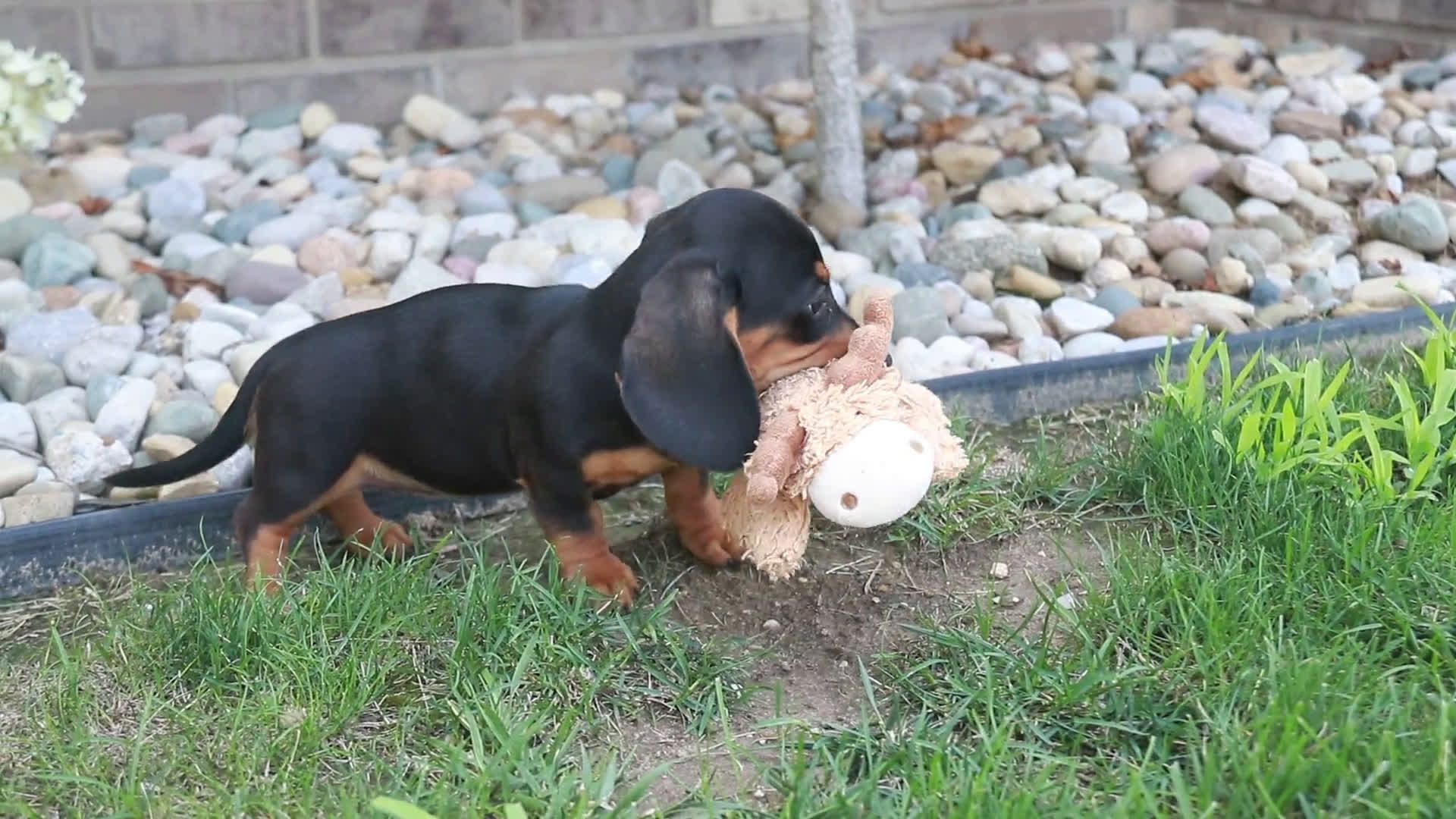 Miniature Dachshund dogs for sale: Miniature Dachshund 3 puppies - Video 1