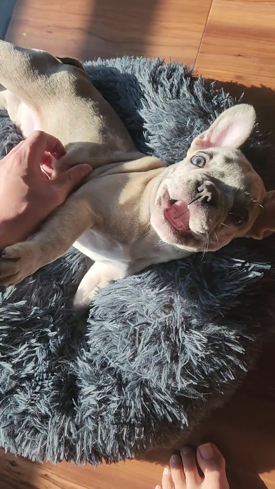 French Bulldog dogs for sale: French Bulldog 1 puppies - Video 2