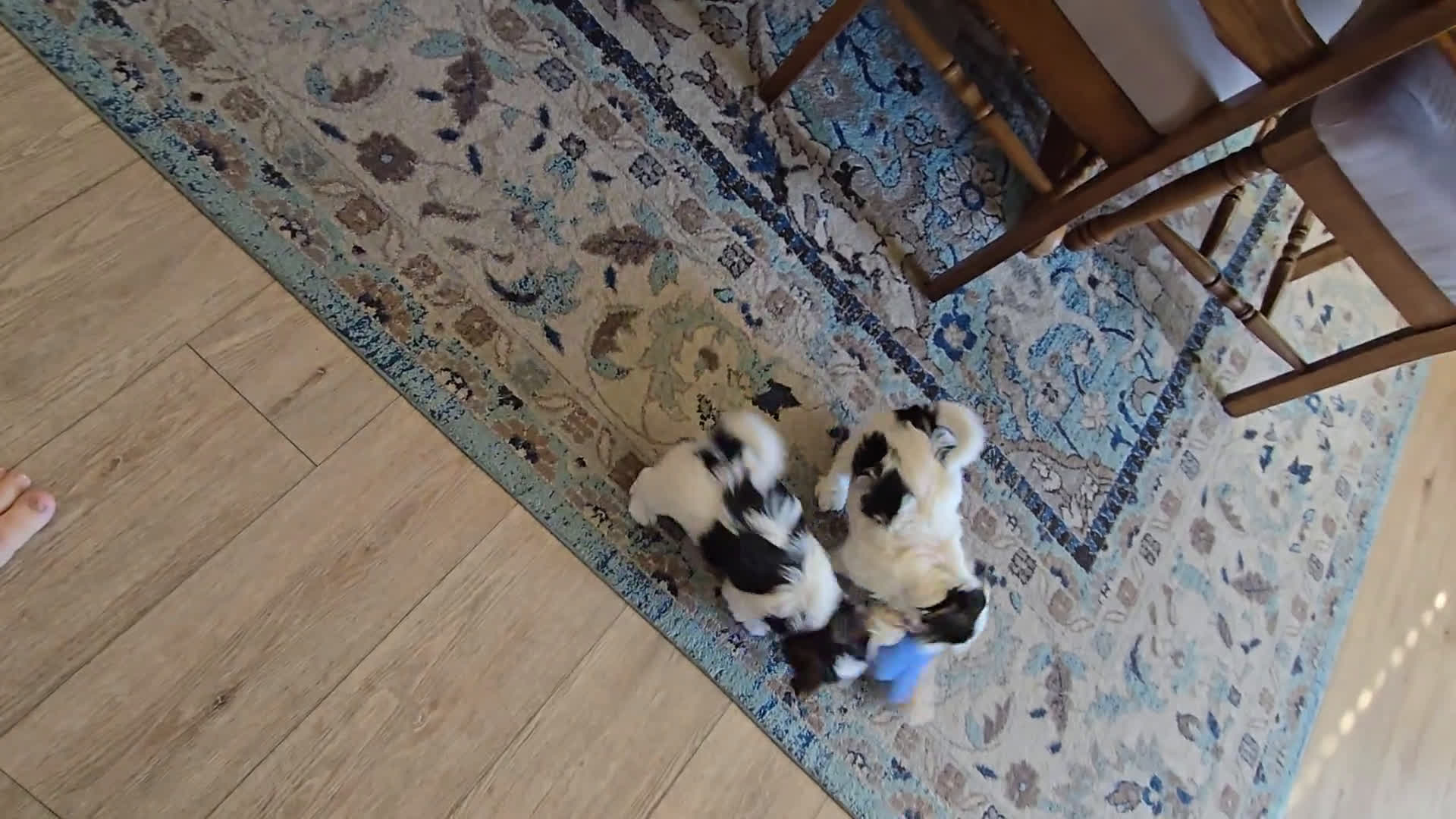 Morkie dogs for sale: Morkie 2 puppies - Video 2