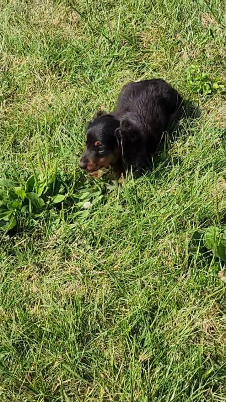 Miniature Dachshund dogs for sale: Miniature Dachshund 4 puppies - Video 1