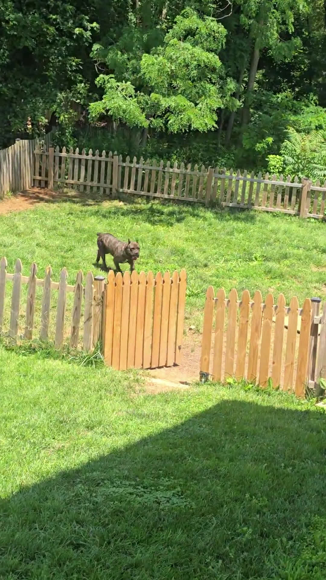 Cane Corso dogs for stud: Cane Corso 1 puppies - Video 1