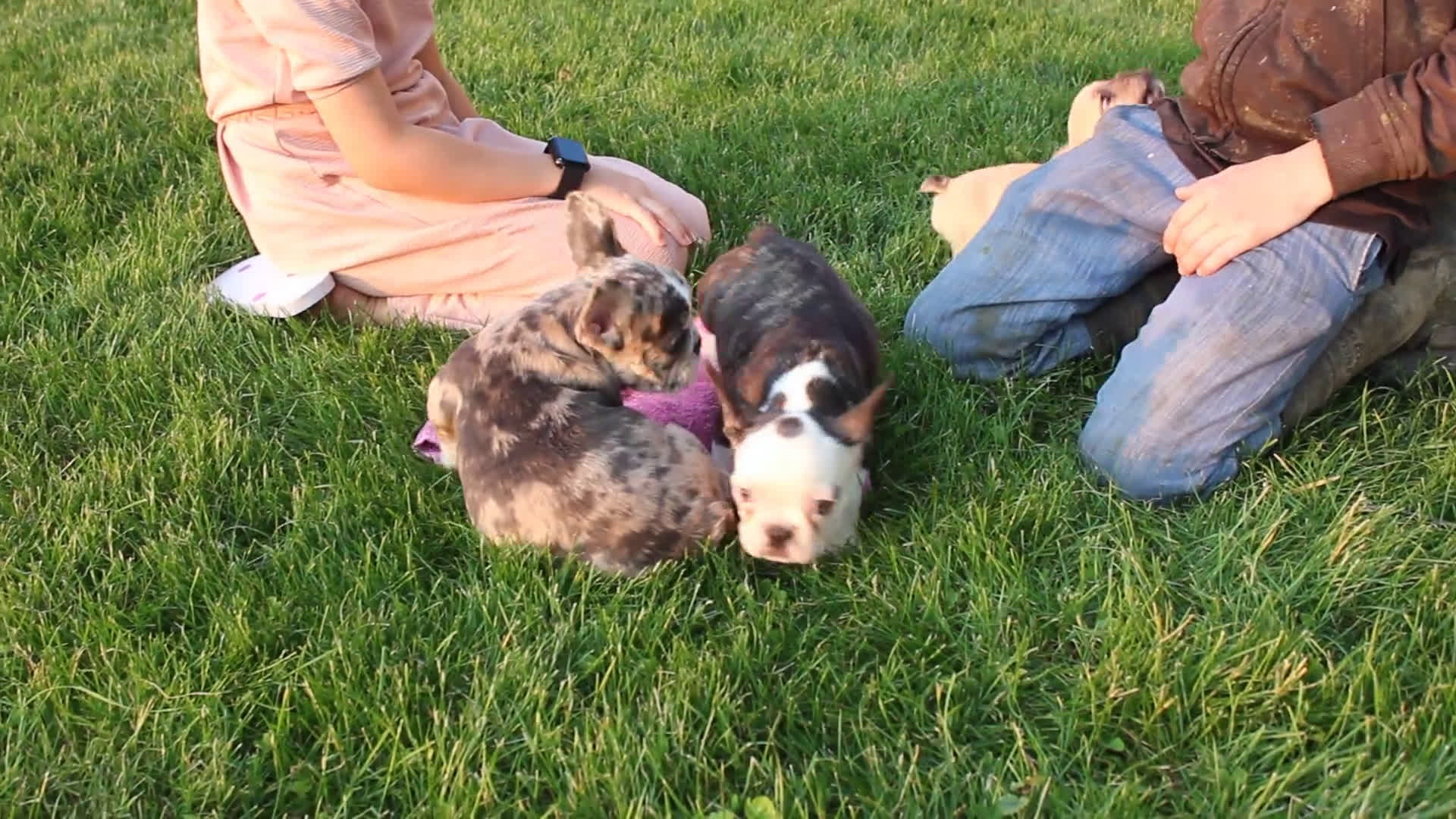 French Bulldog dogs for sale: French Bulldog 2 puppies - Video 6