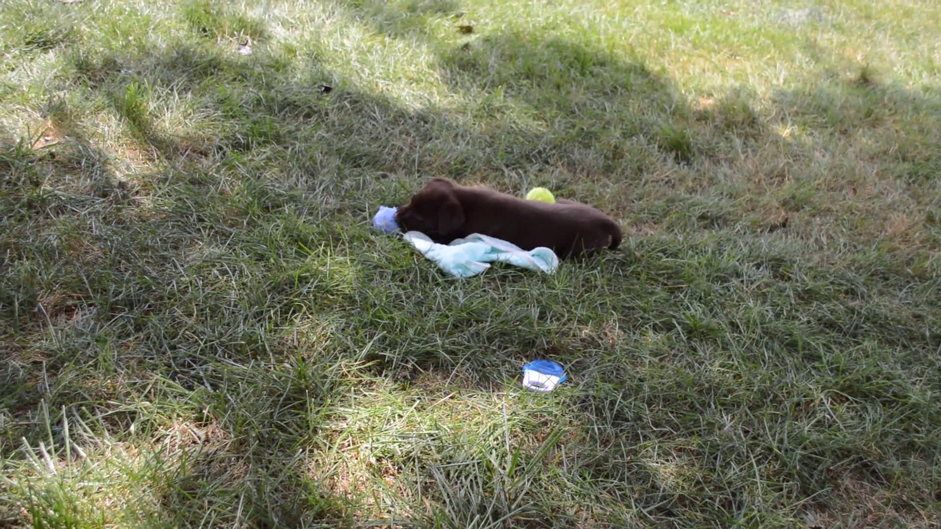 Labrador Retriever dogs for sale: Labrador Retriever 7 puppies - Video 1