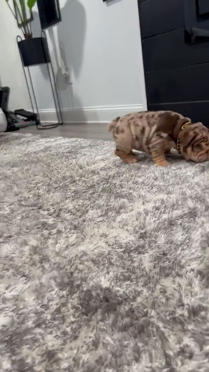 English Bulldog dogs for sale: English Bulldog 4 puppies - Video 1