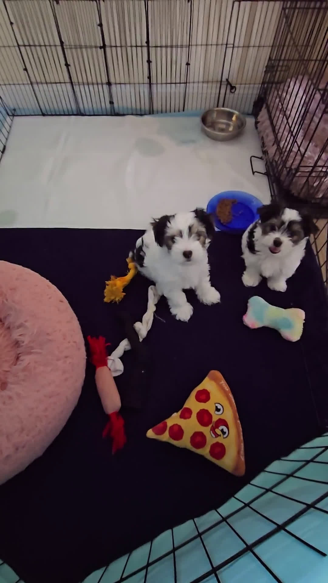 Morkie dogs for sale: Morkie 2 puppies - Video 3