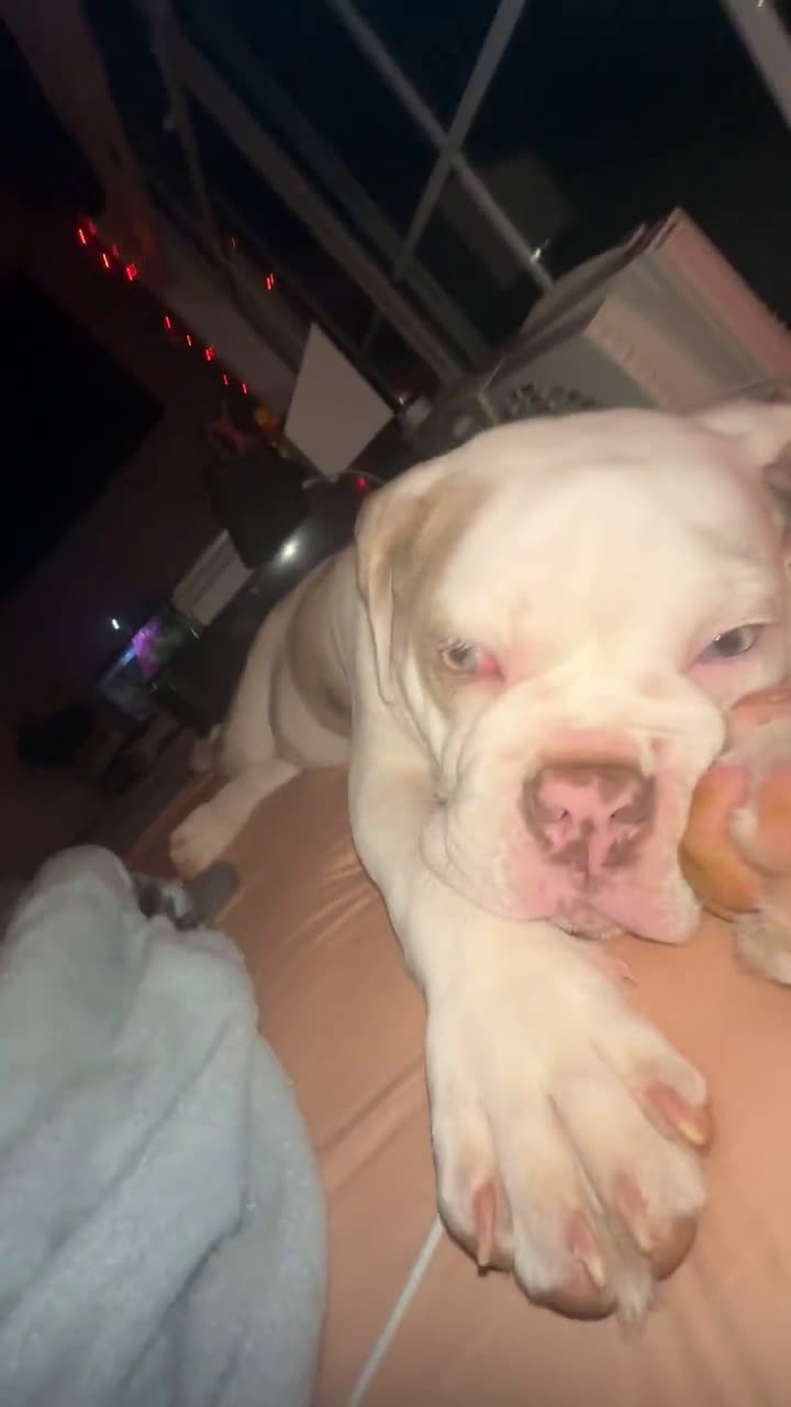 English Bulldog dogs for sale: English Bulldog 1 puppies - Video 2