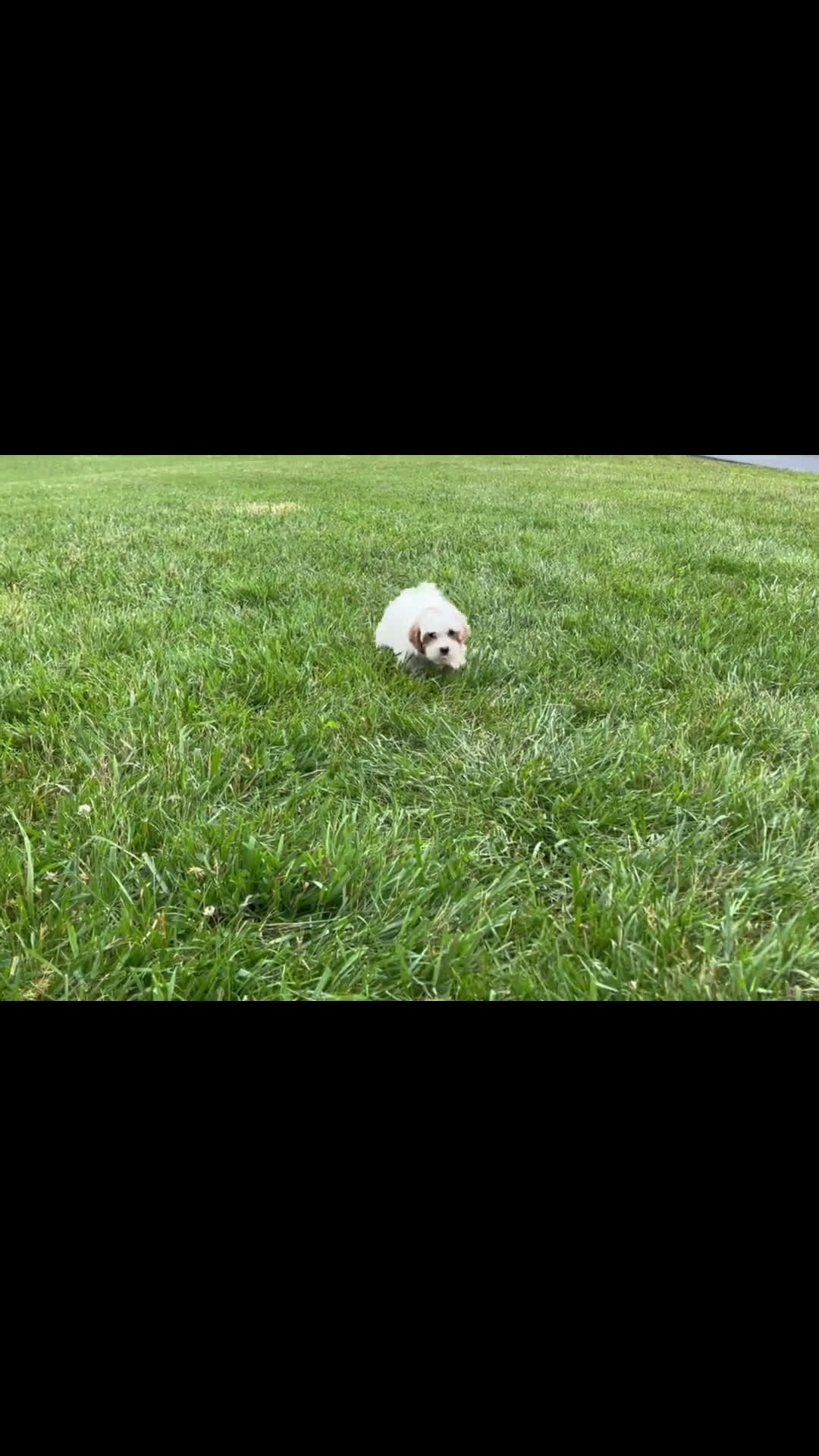 Maltipoo dogs for sale: Maltipoo 4 puppies - Video 1