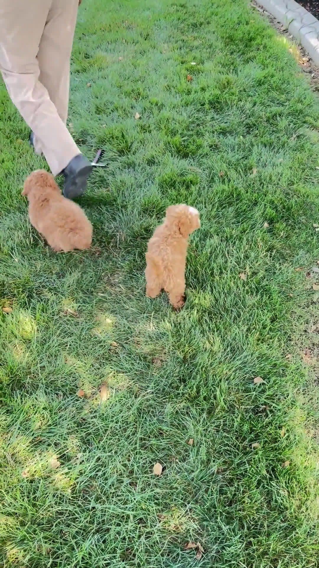 Cavapoo dogs for sale: Cavapoo 1 puppies - Video 1