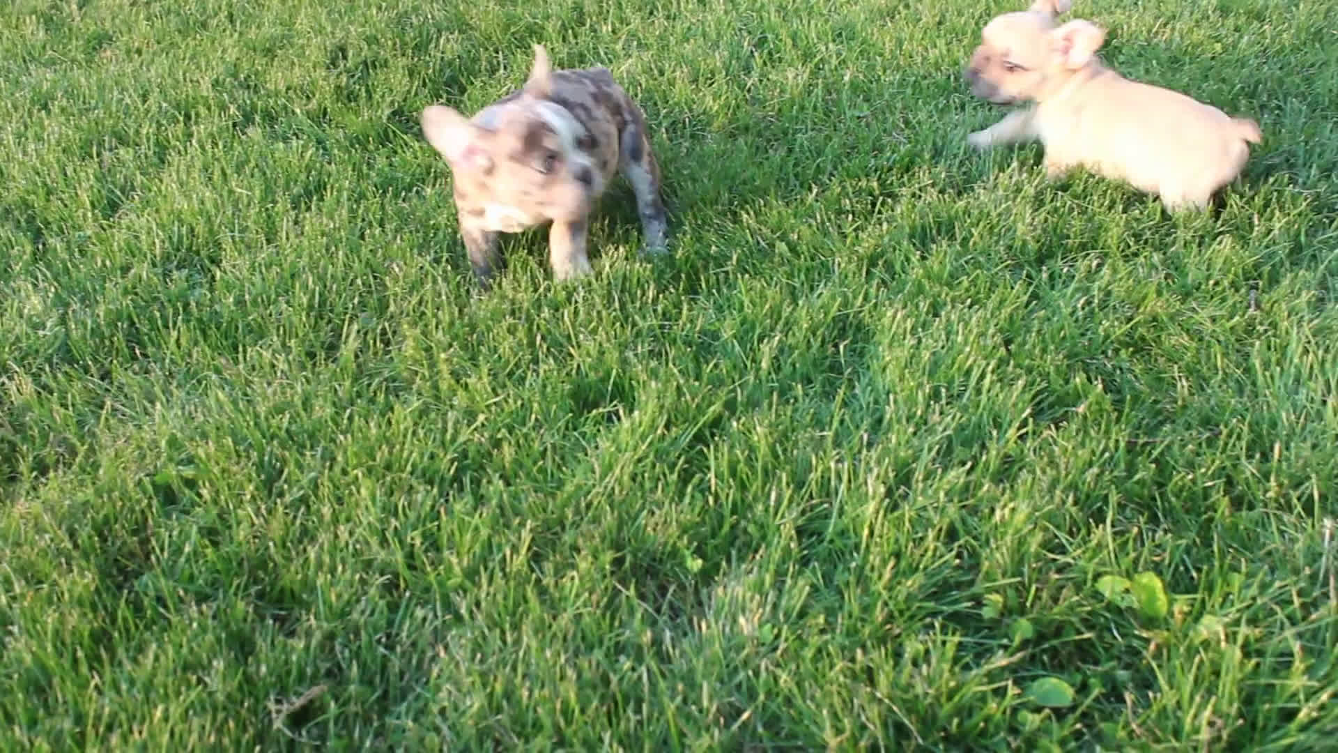French Bulldog dogs for sale: French Bulldog 2 puppies - Video 2