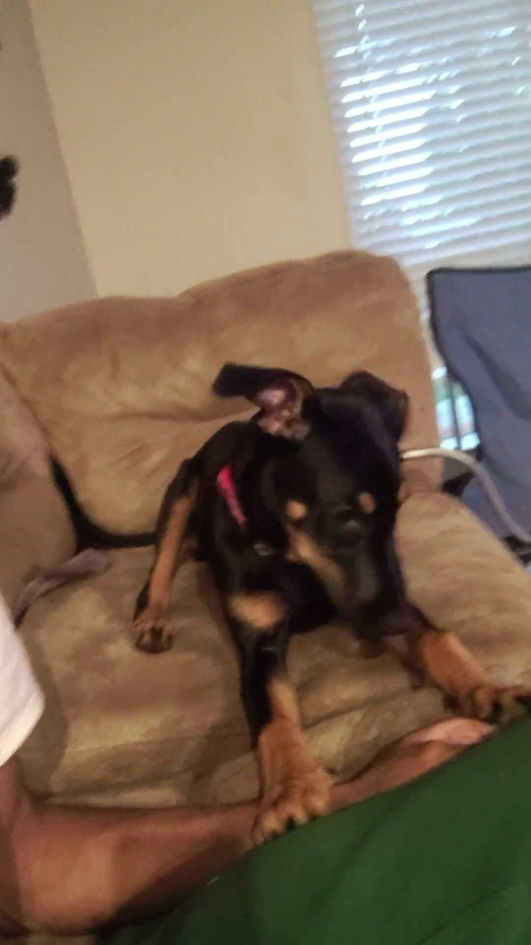Doberman Pinscher dogs for sale: Doberman Pinscher 1 puppies - Video 1