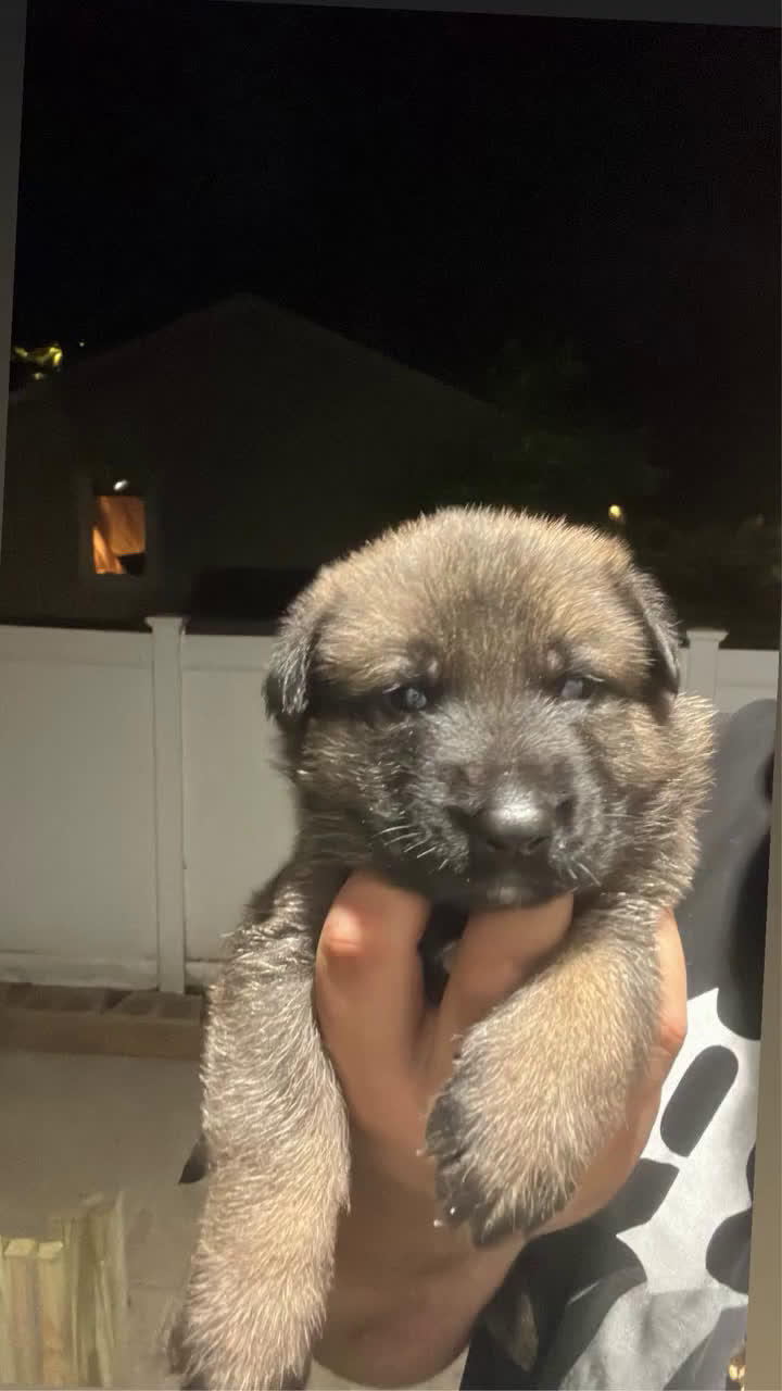 Belgian Malinois dogs for sale: Belgian Malinois 1 puppies - Video 1