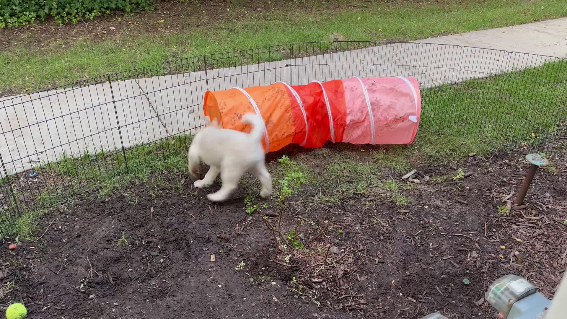 Siberian Husky dogs for sale: Siberian Husky 1 puppies - Video 1