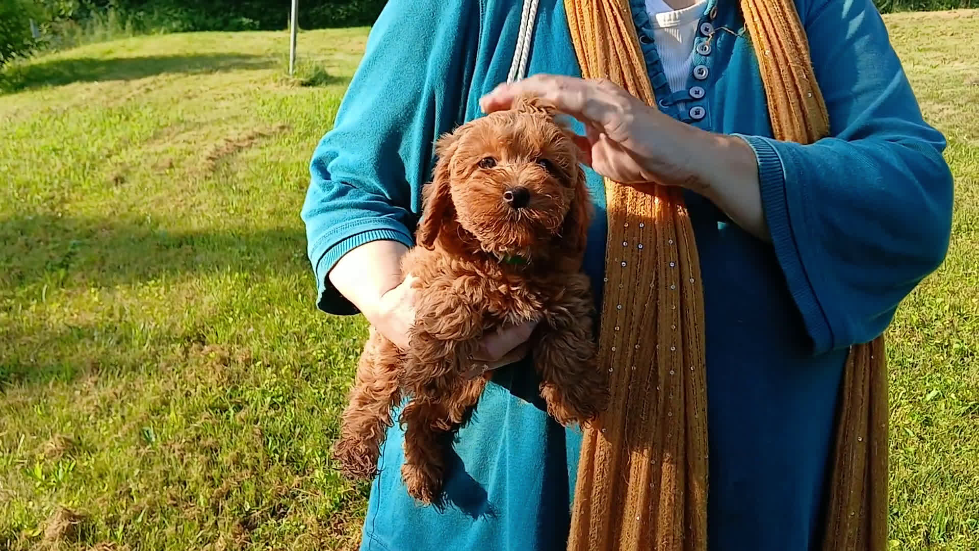 Cavapoo dogs for sale: Cavapoo 5 puppies - Video 9