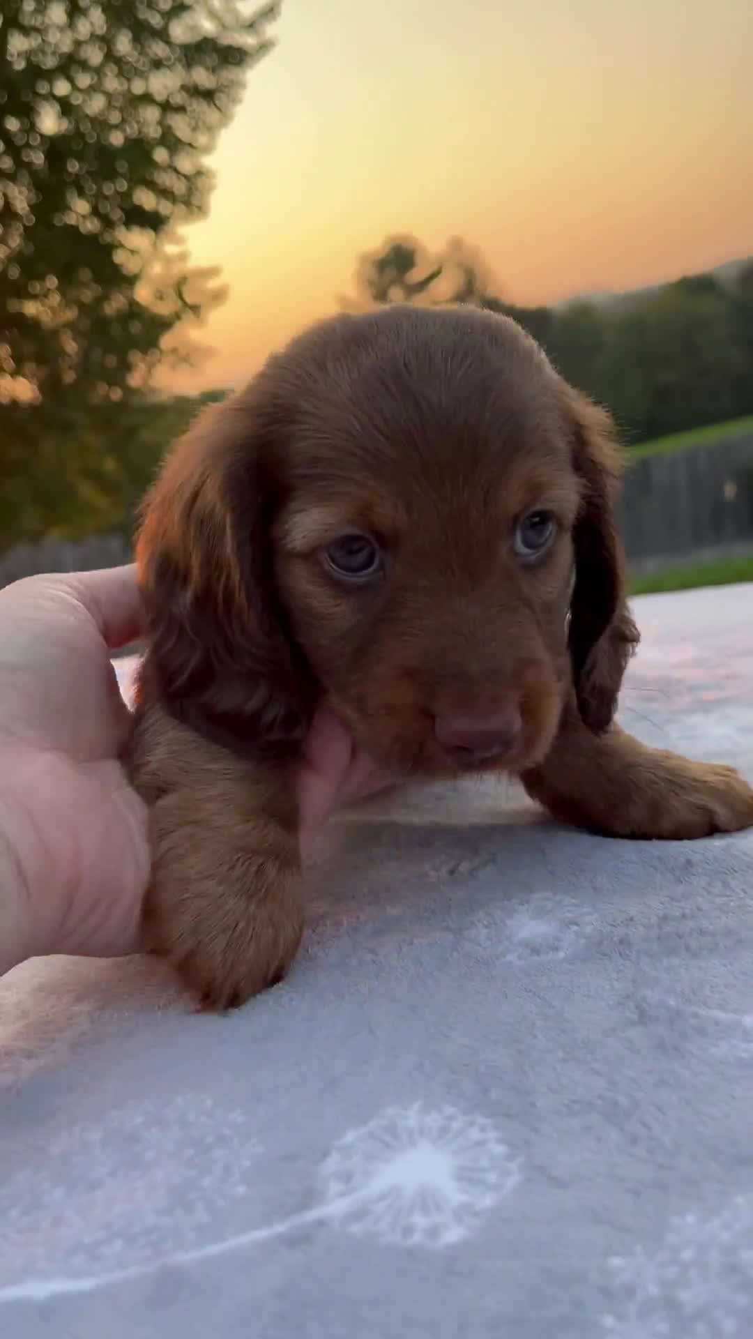 Miniature Dachshund dogs for sale: Miniature Dachshund 3 puppies - Video 2