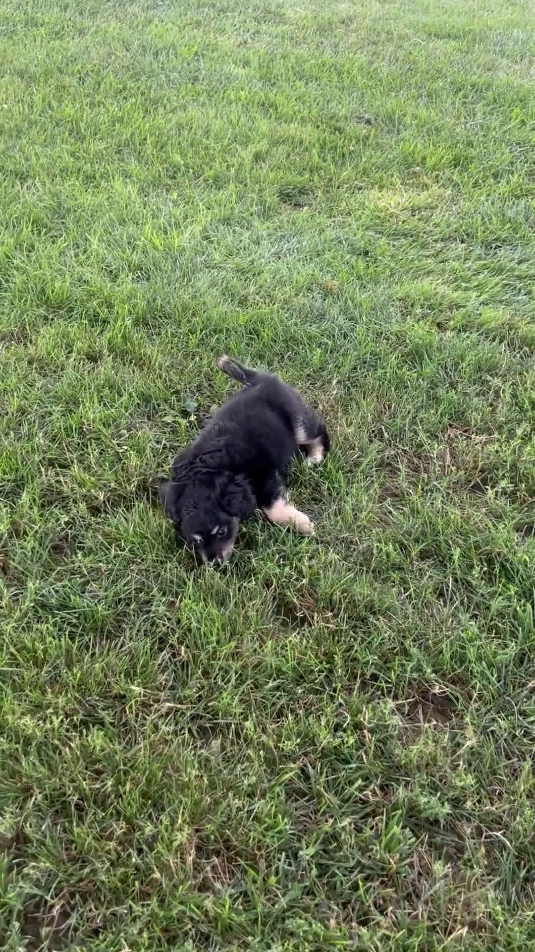 Mini Aussiedoodle dogs for sale: Mini Aussiedoodle 7 puppies - Video 2