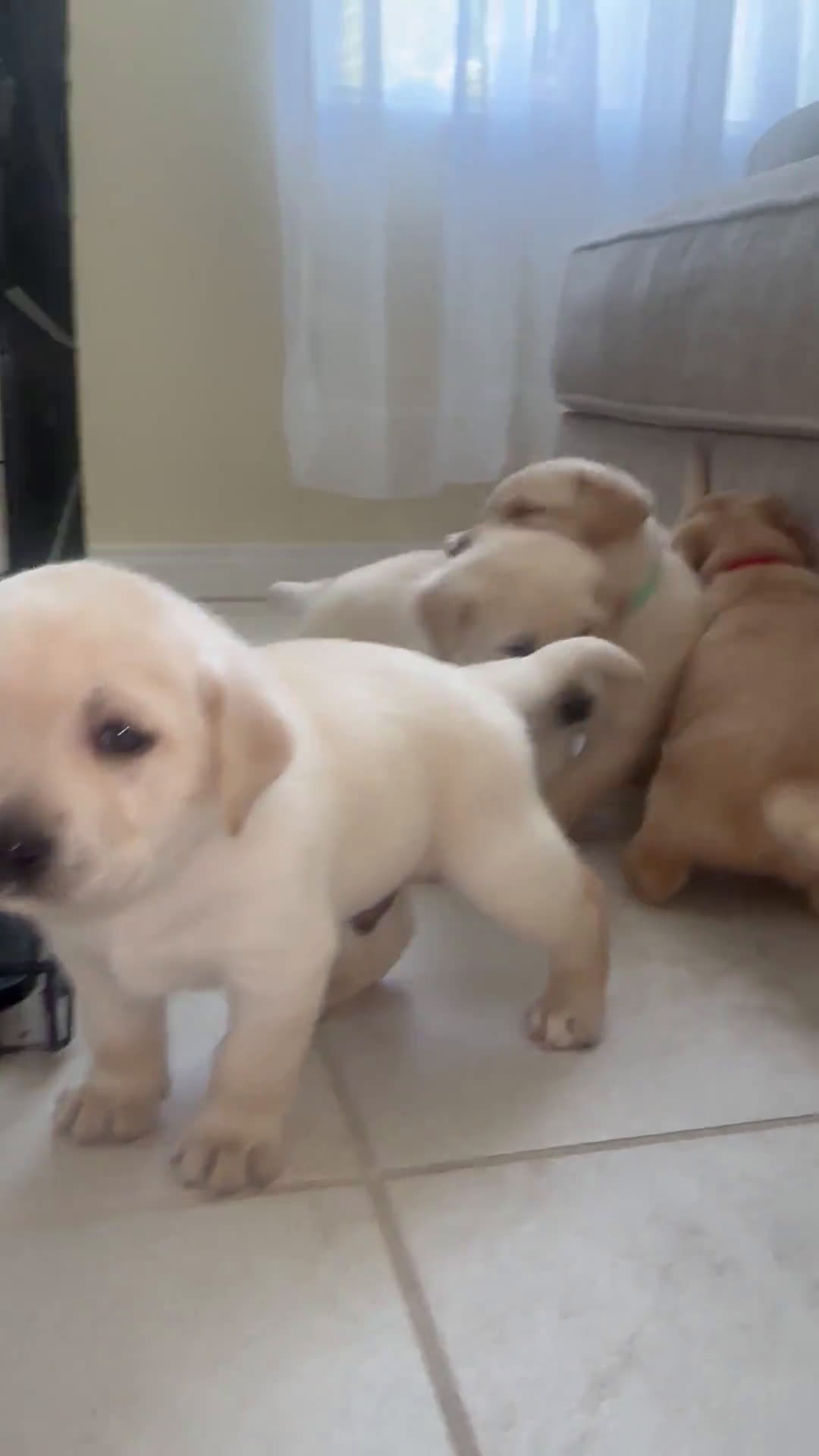 Labrador Retriever dogs for sale: Labrador Retriever 4 puppies - Video 1