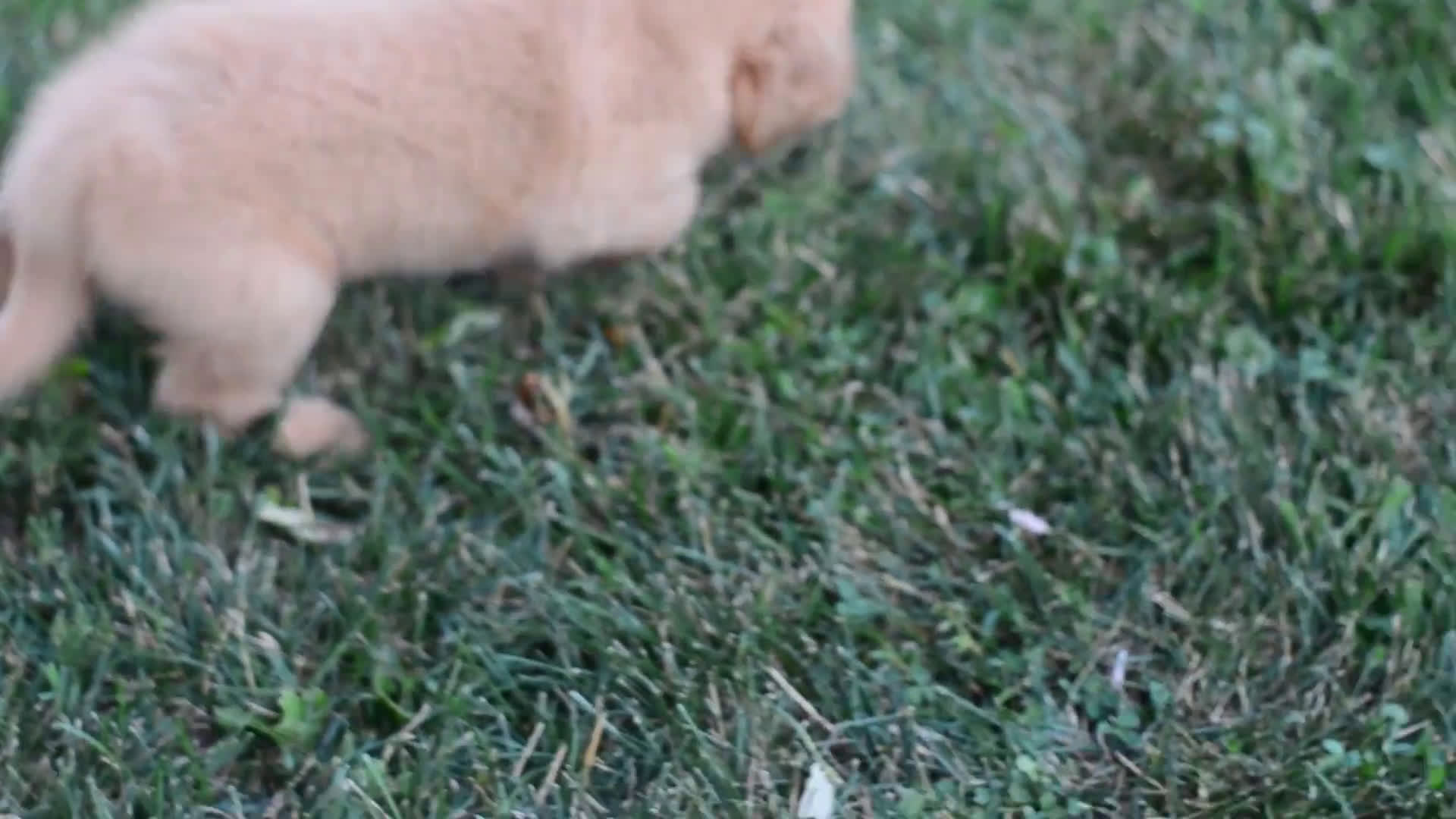 Golden Retriever dogs for sale: Golden Retriever 9 puppies - Video 2