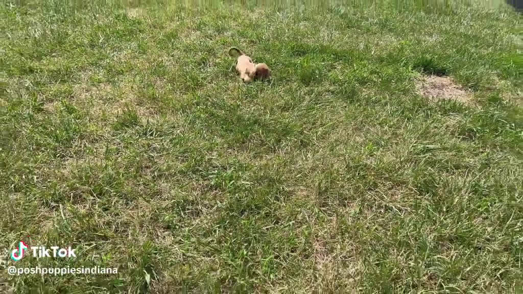 Miniature Dachshund dogs for sale: Miniature Dachshund 4 puppies - Video 1
