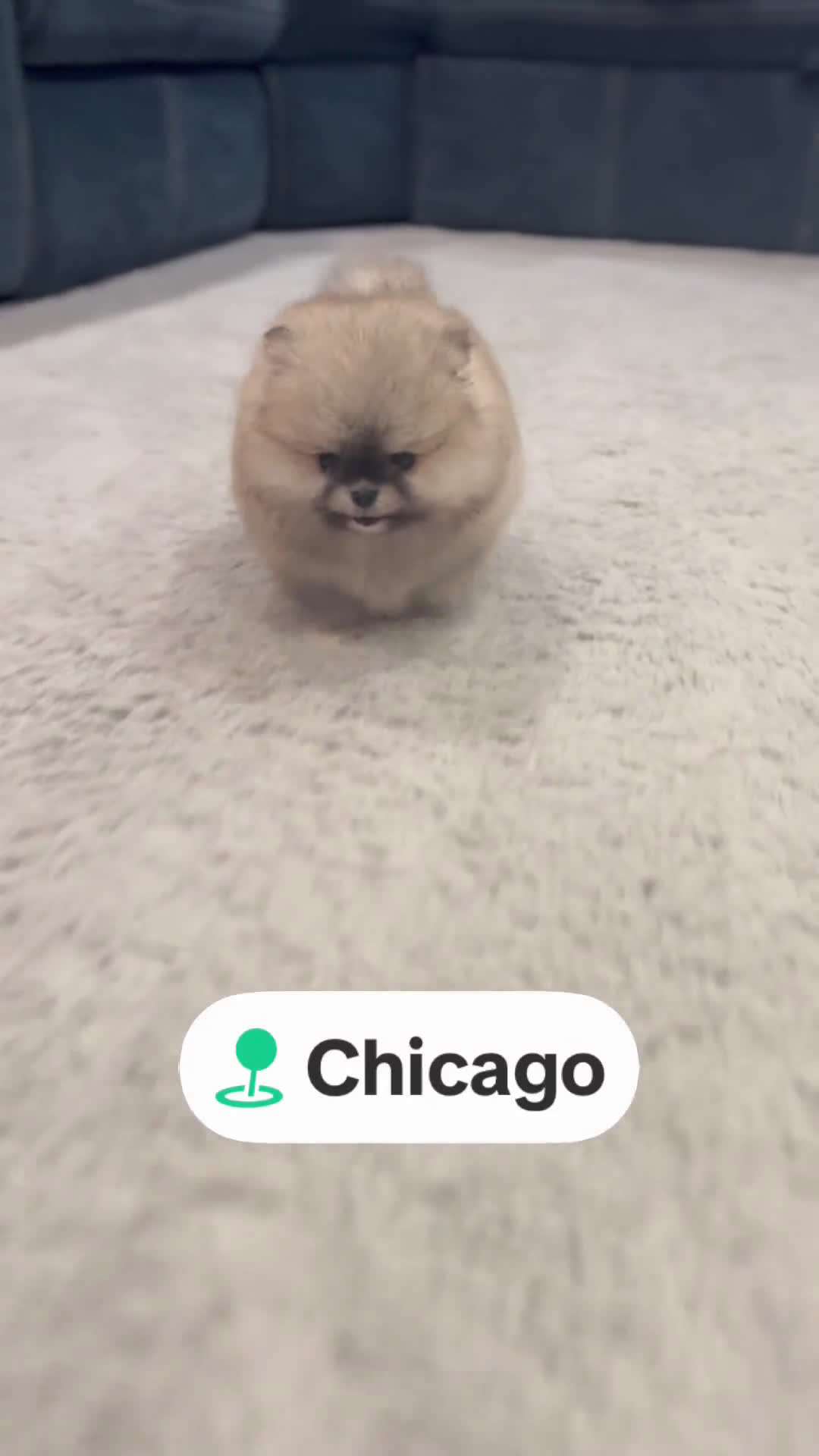 Pomeranian dogs for sale: Pomeranian 1 puppies - Video 1