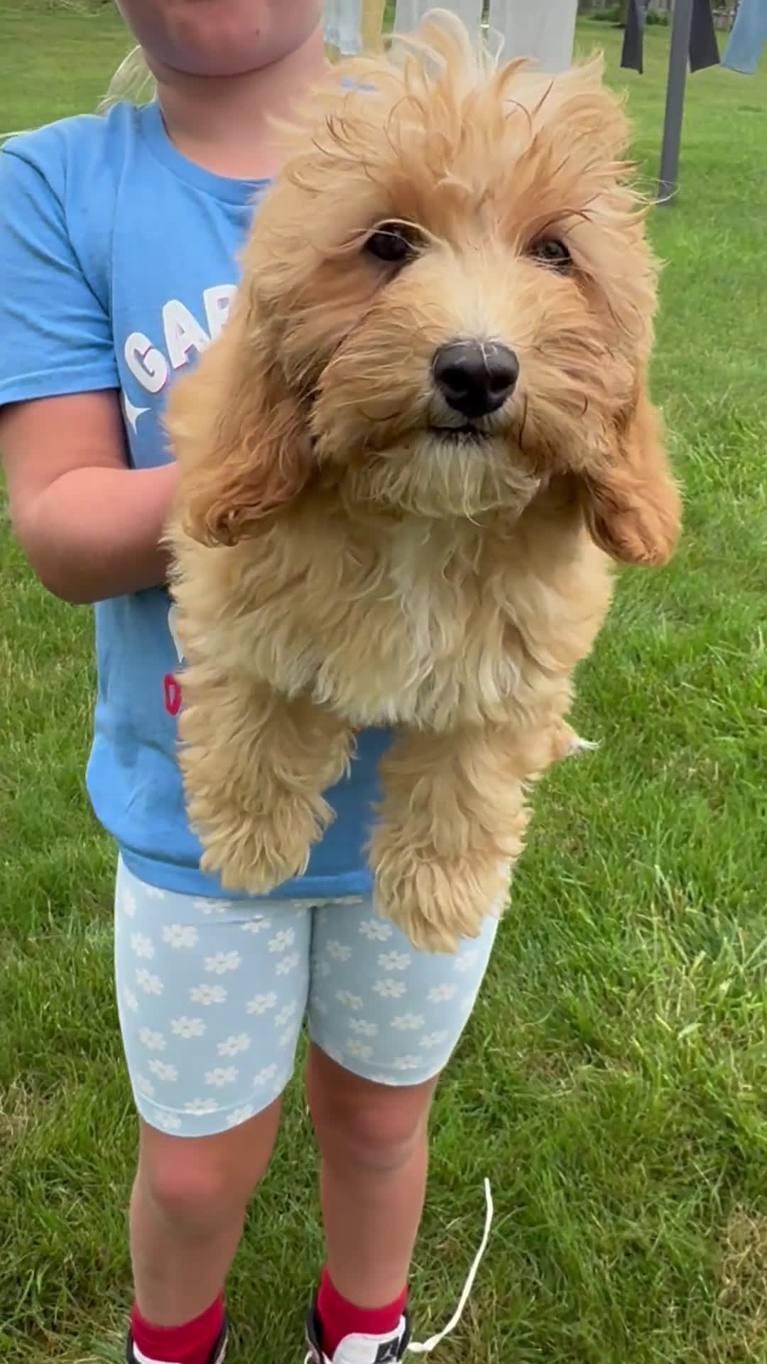 Cavapoo dogs for sale: Cavapoo 5 puppies - Video 2