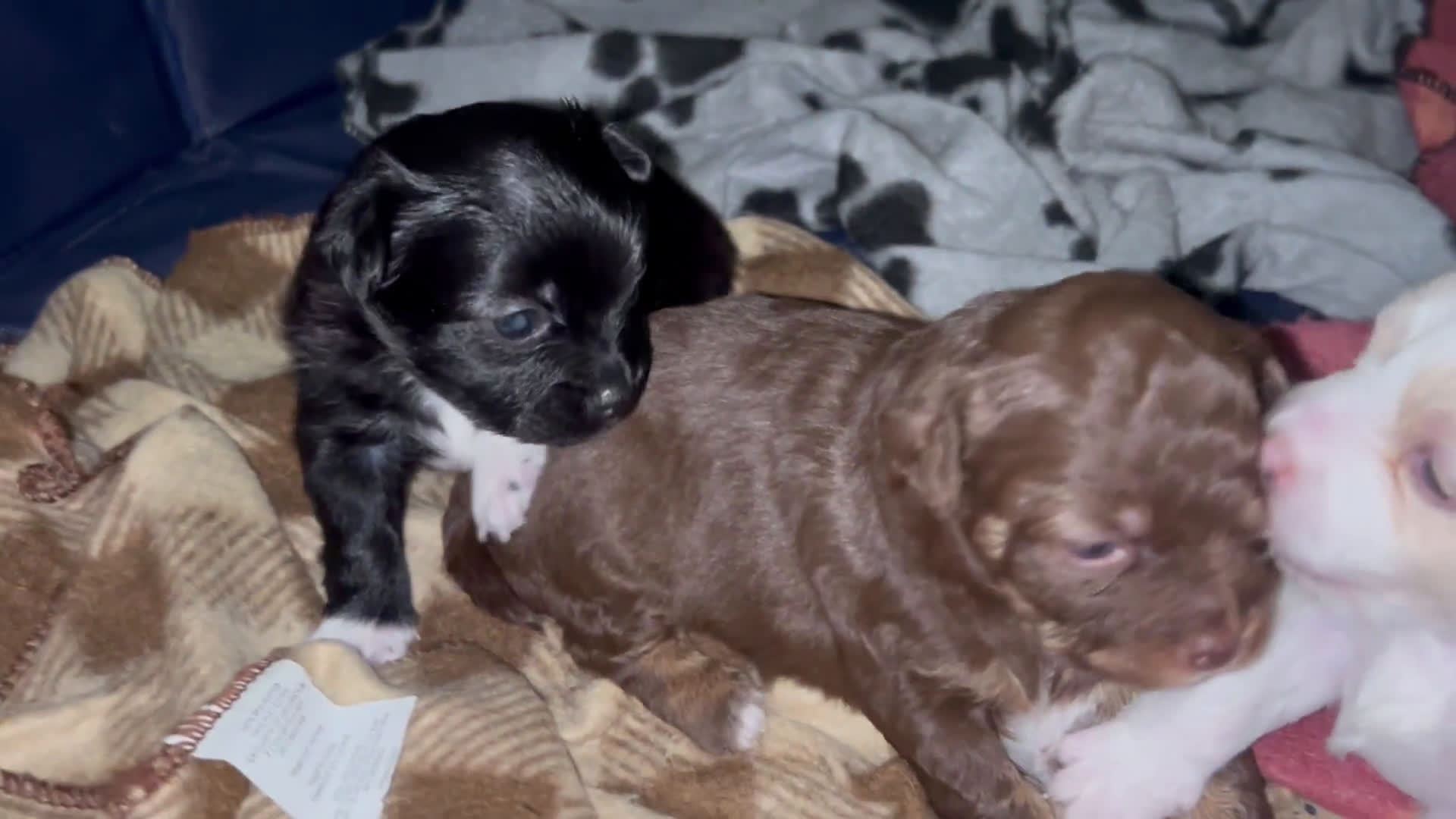 Chihuahua dogs for sale: Chihuahua 3 puppies - Video 2