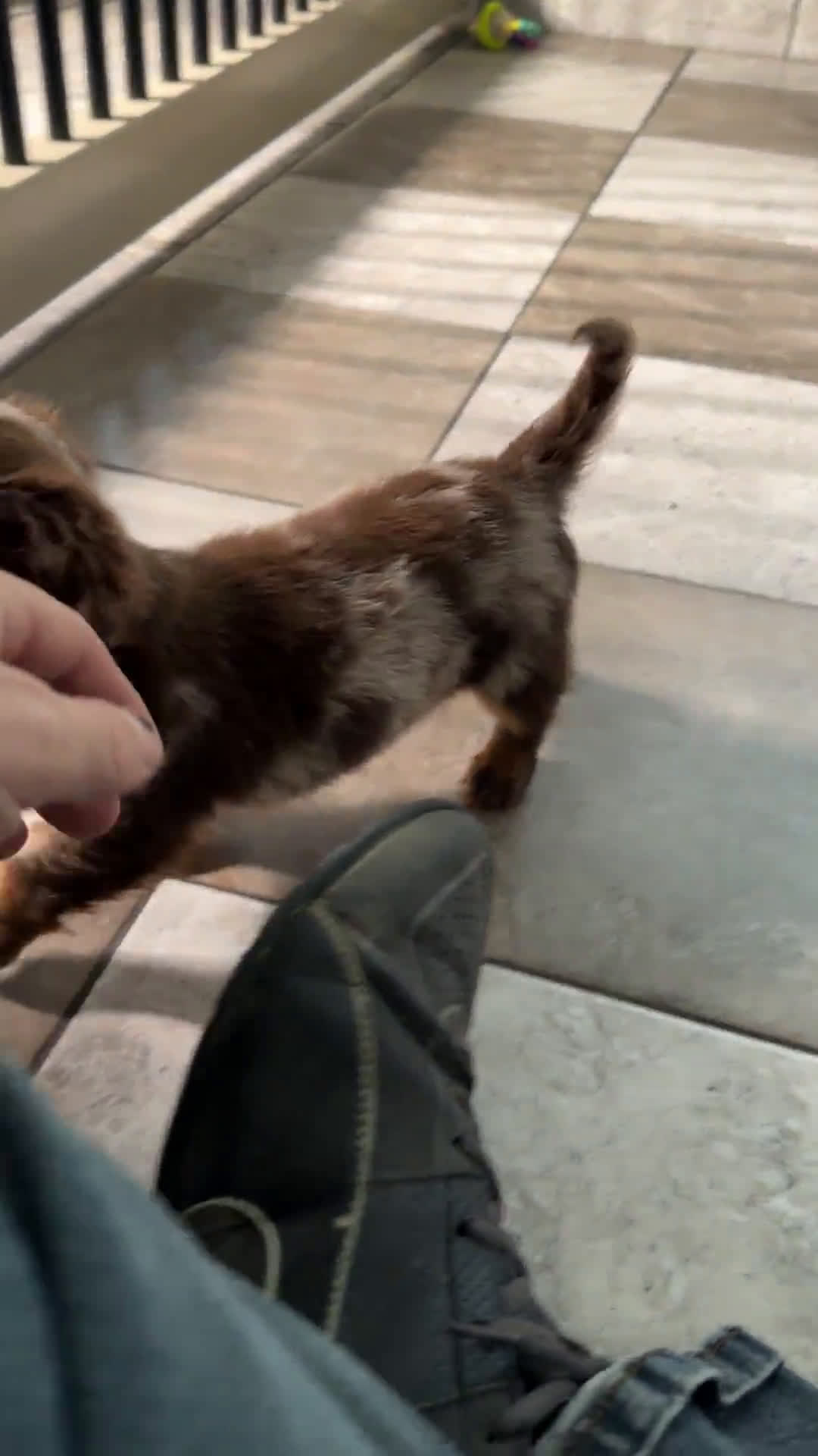 Miniature Dachshund dogs for sale: Miniature Dachshund 3 puppies - Video 1