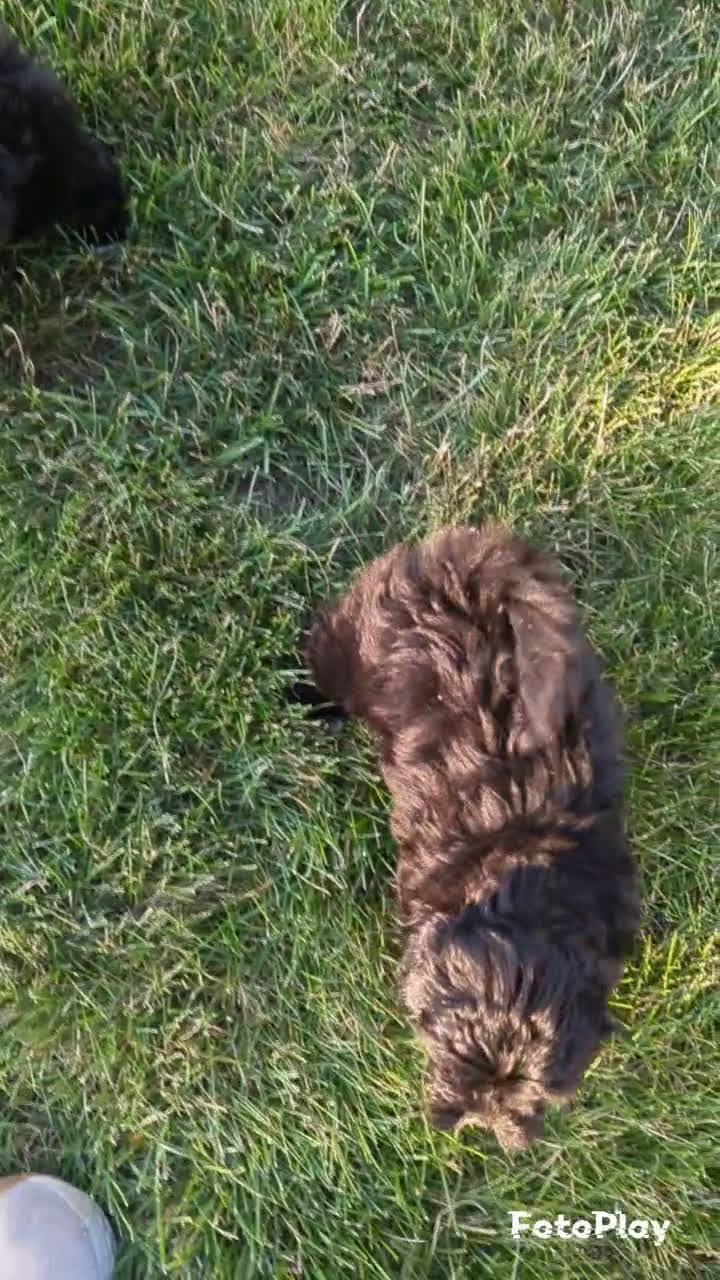 Shih Tzu dogs for sale: Shih Tzu 3 puppies - Video 1