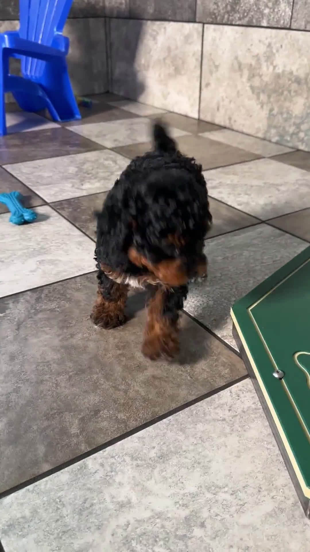 Miniature Poodle dogs for sale: Miniature Poodle 3 puppies - Video 3