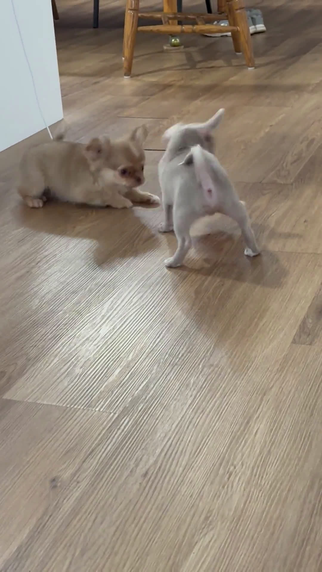 Chihuahua dogs for sale: Chihuahua 2 puppies - Video 2
