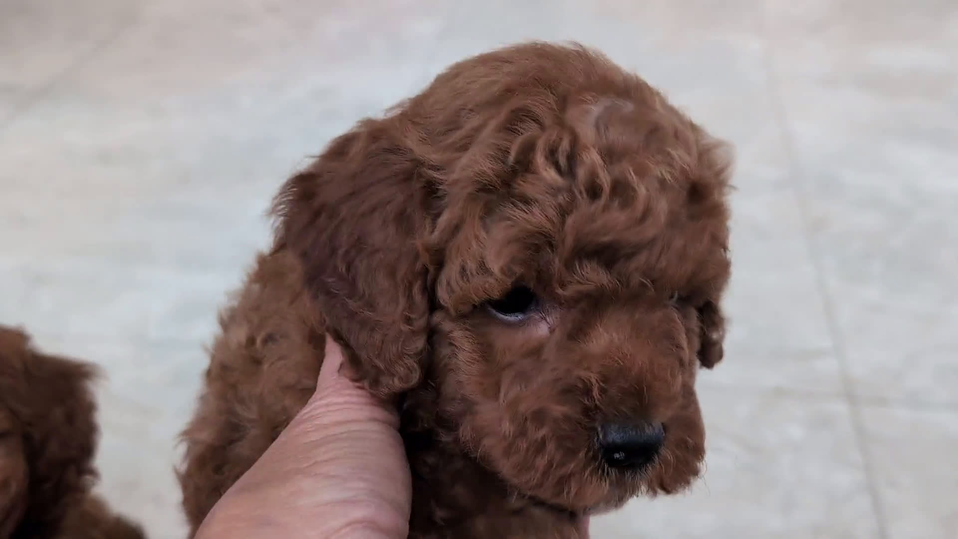 Miniature Poodle dogs for sale: Miniature Poodle 4 puppies - Video 4