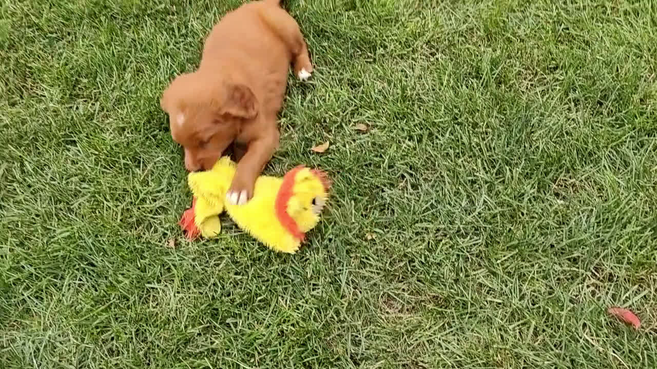 Goldendoodle dogs for sale: Goldendoodle 3 puppies - Video 1
