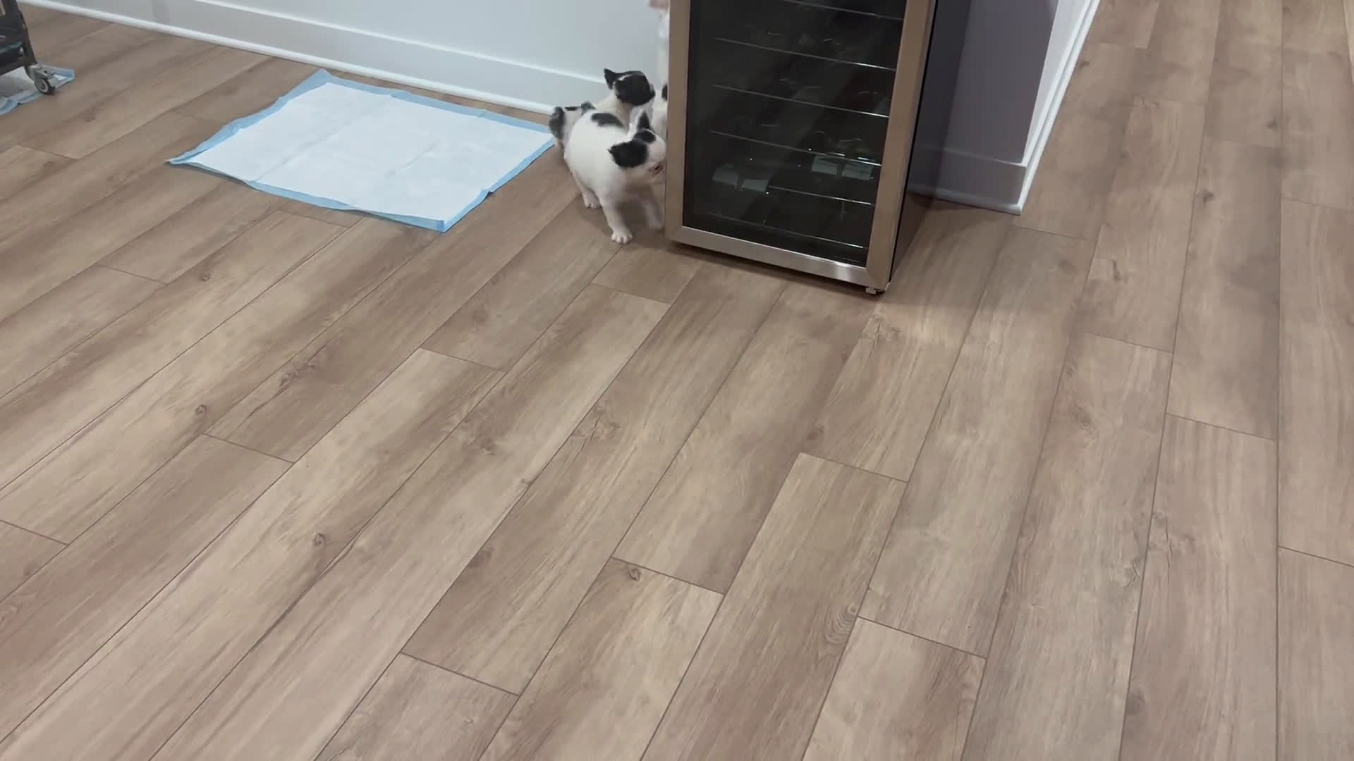 French Bulldog dogs for sale: French Bulldog 4 puppies - Video 1