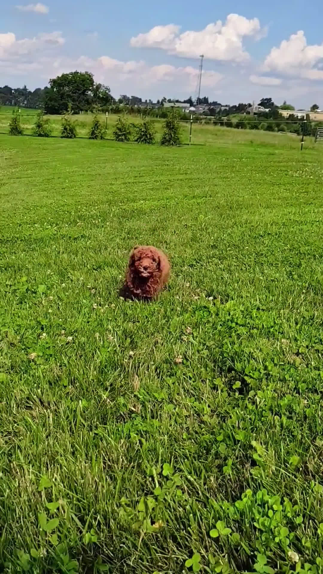  dogs for sale: Mini Goldendoodle 7 puppies - Video 1