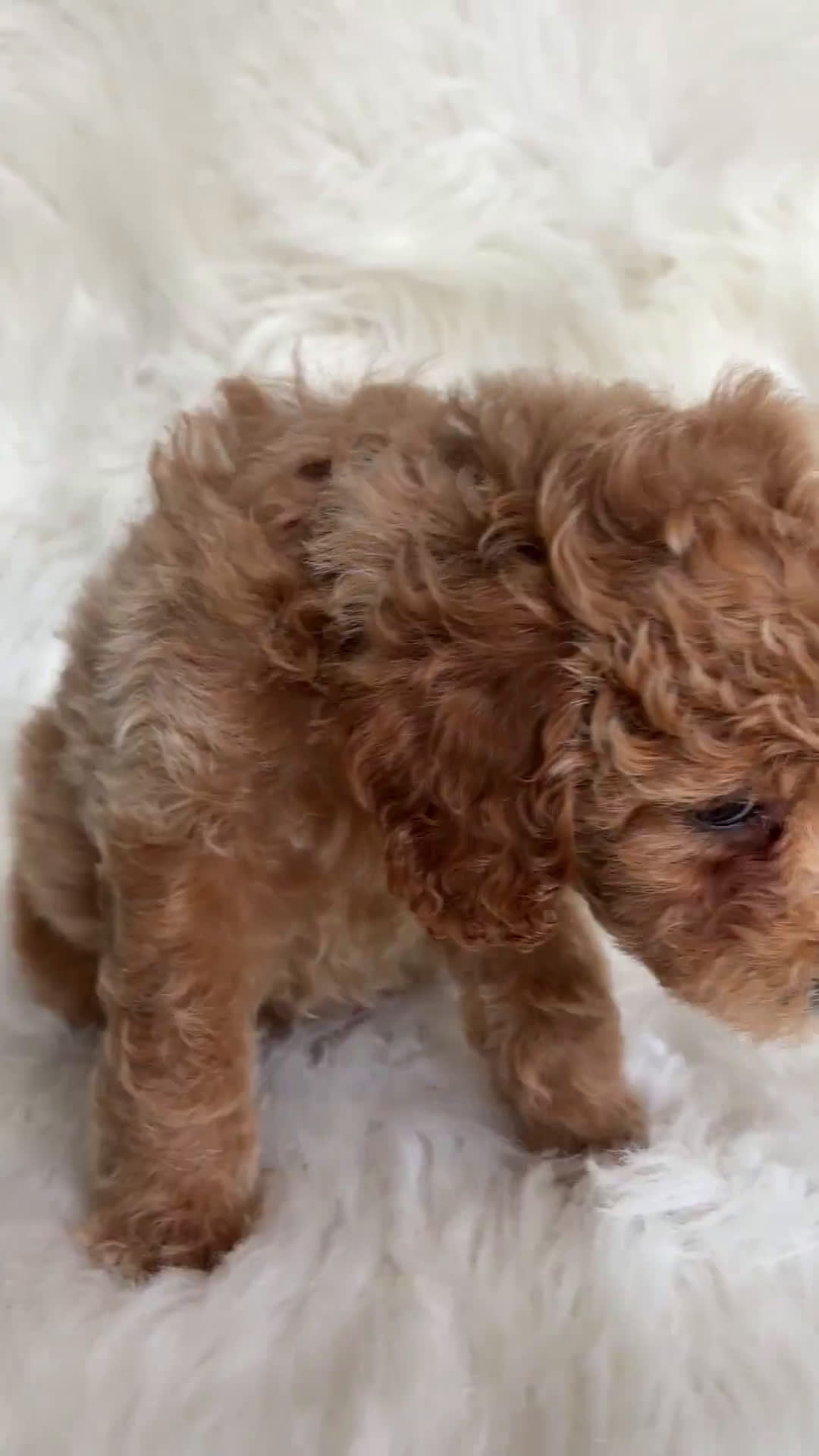 Cavapoo dogs for sale: Cavapoo 6 puppies - Video 4
