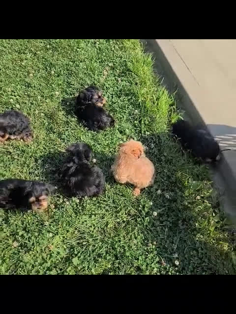 Shorkie dogs for sale: Shorkie 7 puppies - Video 2