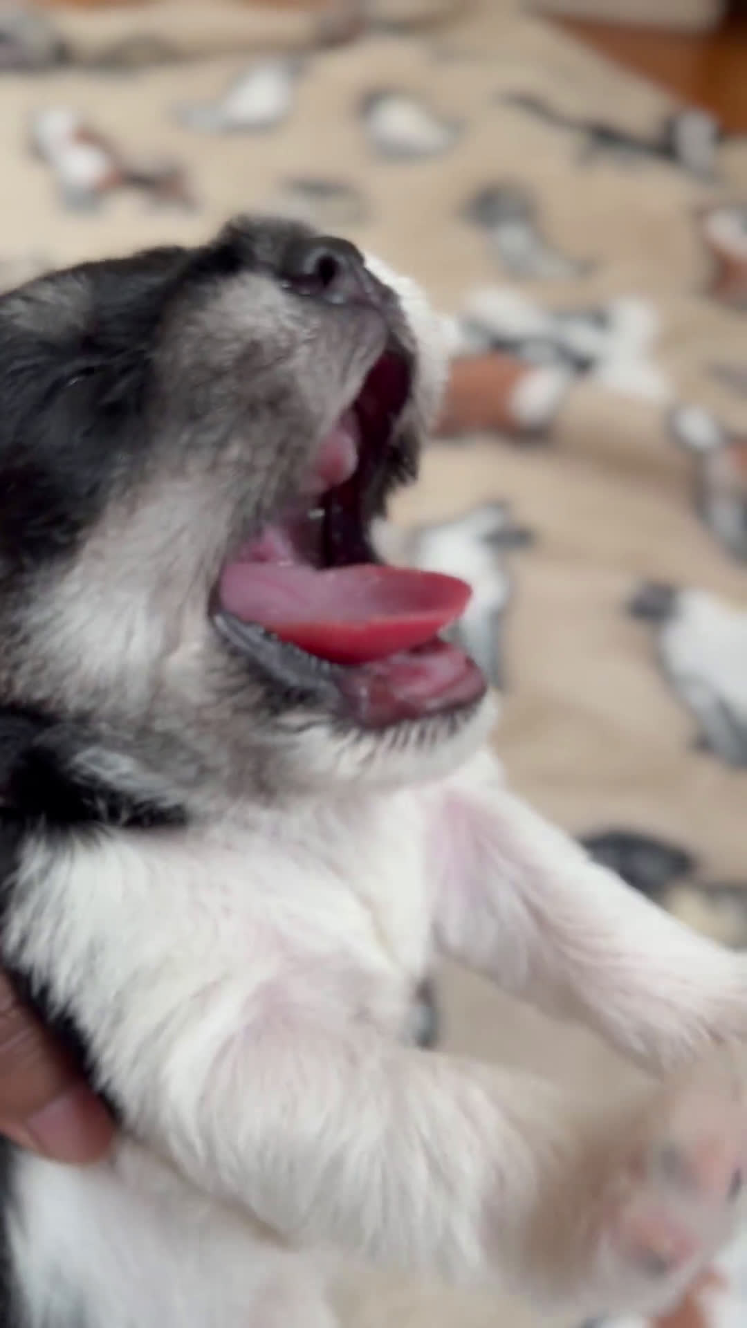 Miniature Schnauzer dogs for sale: Miniature Schnauzer 1 puppies - Video 1