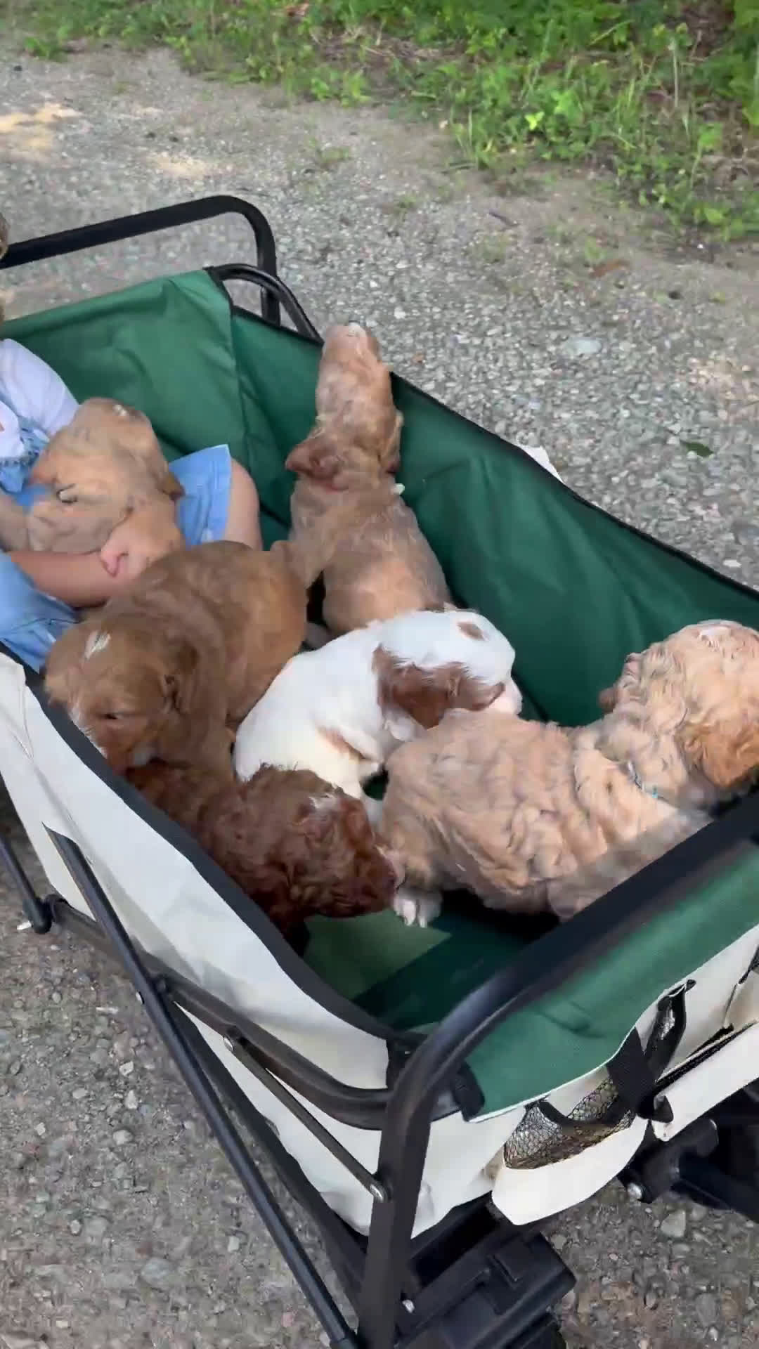 Goldendoodle dogs for sale: Goldendoodle 6 puppies - Video 3