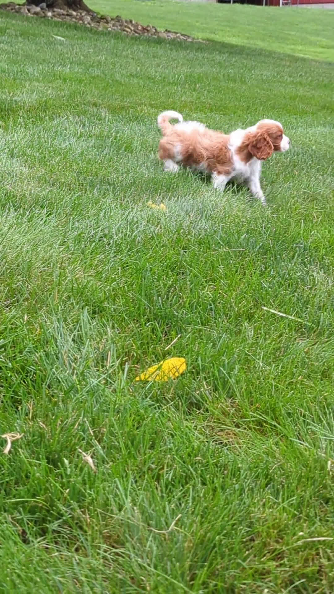 Cavalier King Charles Spaniel dogs for sale: Cavalier King Charles Spaniel 3 puppies - Video 1