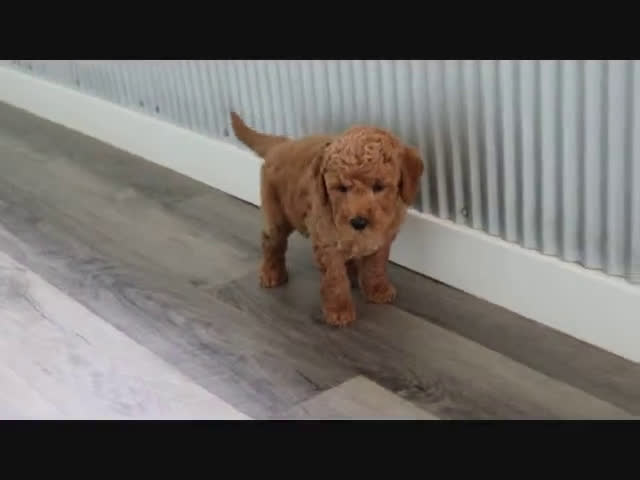  dogs for sale: Mini Goldendoodle 4 puppies - Video 4