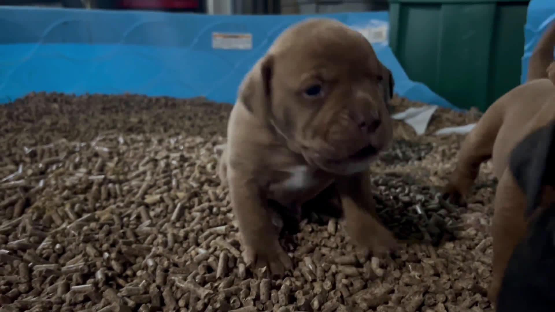 Olde English Bulldogge dogs for sale: Olde English Bulldogge 3 puppies - Video 1