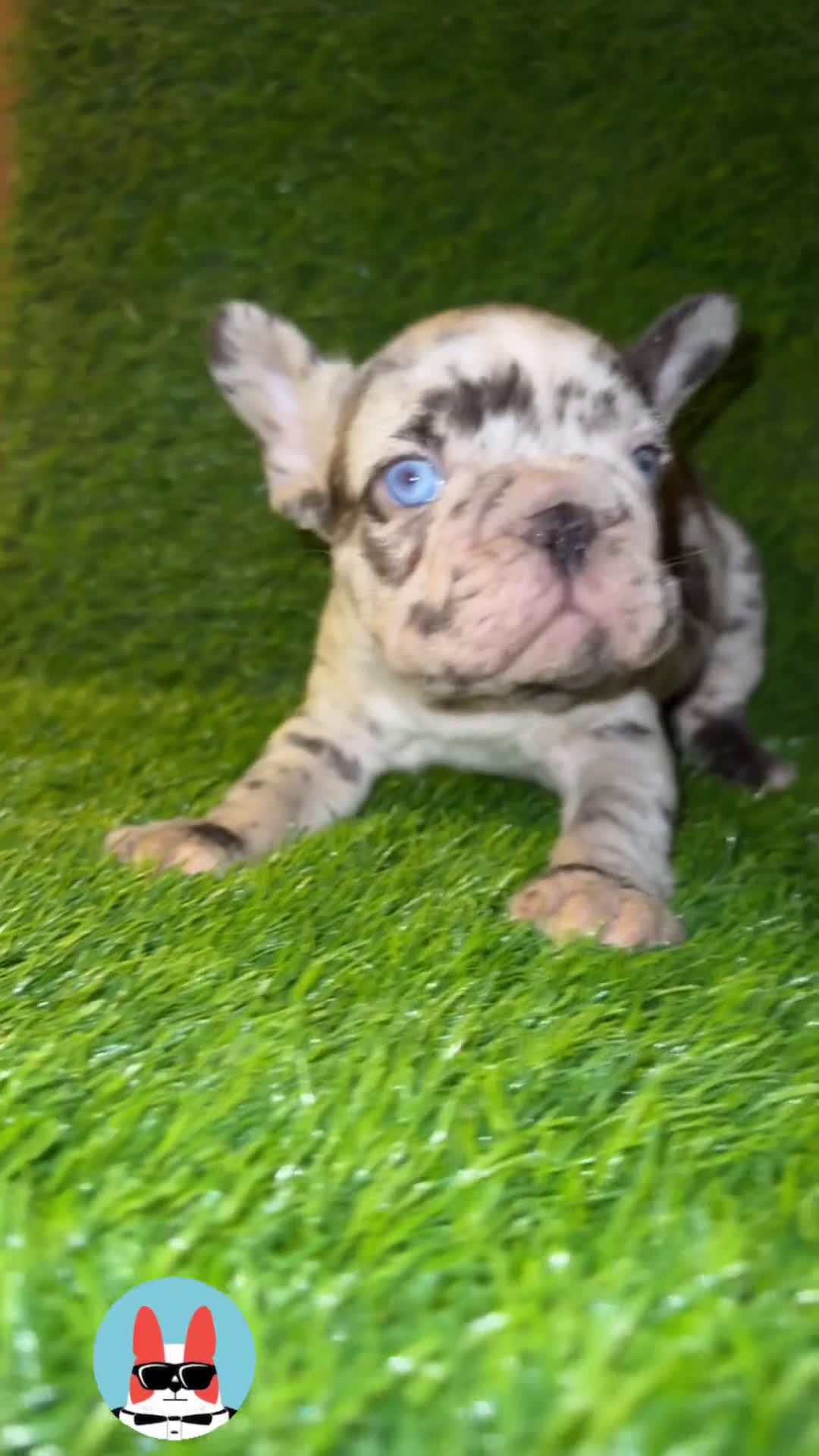 French Bulldog dogs for sale: French Bulldog 4 puppies - Video 3
