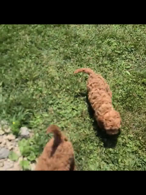 Cockapoo dogs for sale: Cockapoo 4 puppies - Video 2
