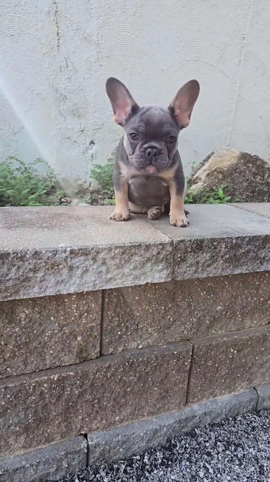 French Bulldog dogs for sale: French Bulldog 4 puppies - Video 1