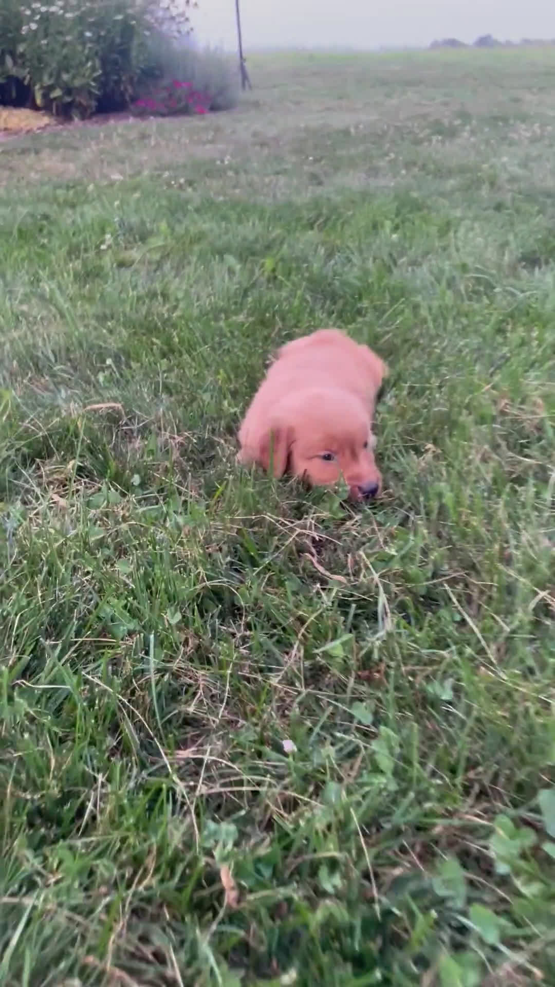Golden Retriever dogs for sale: Golden Retriever 4 puppies - Video 8