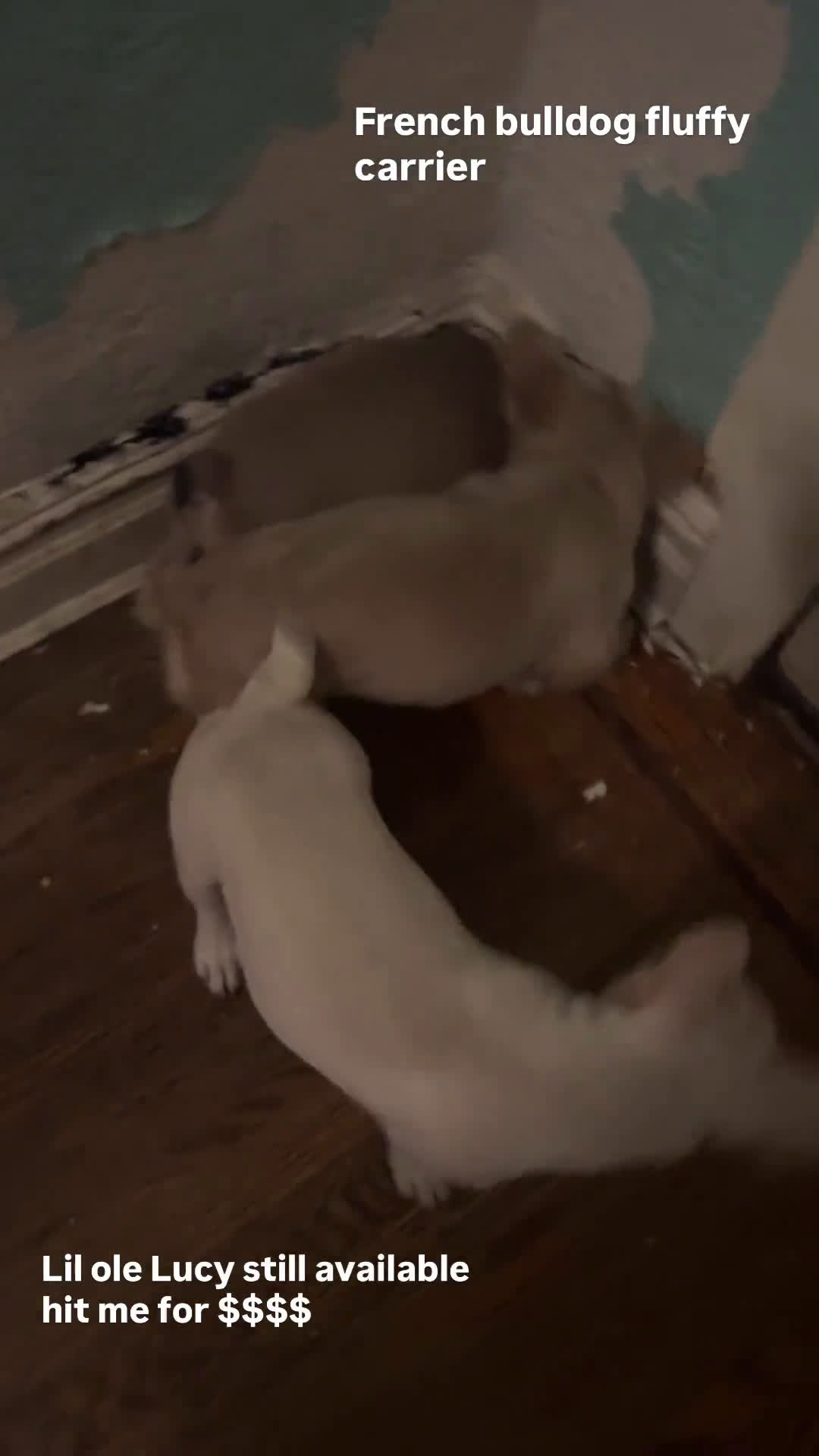 French Bulldog dogs for sale: French Bulldog 1 puppies - Video 2