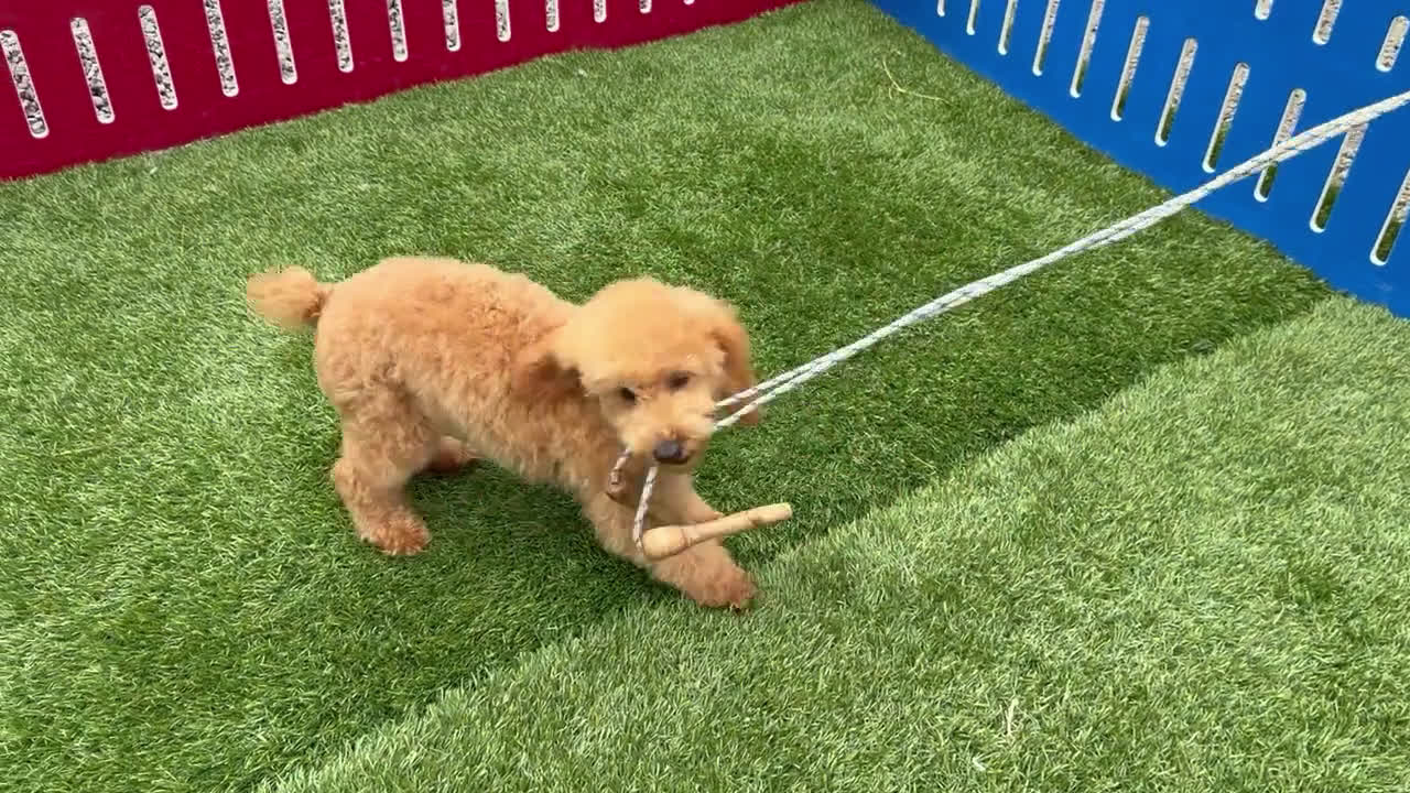 Toy Poodle dogs for sale: Toy Poodle 2 puppies - Video 1