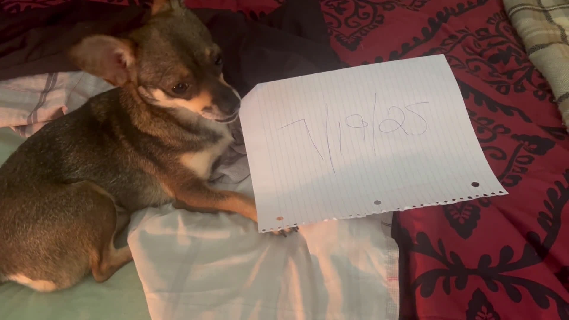Chihuahua dogs for sale: Chihuahua 1 puppies - Video 1