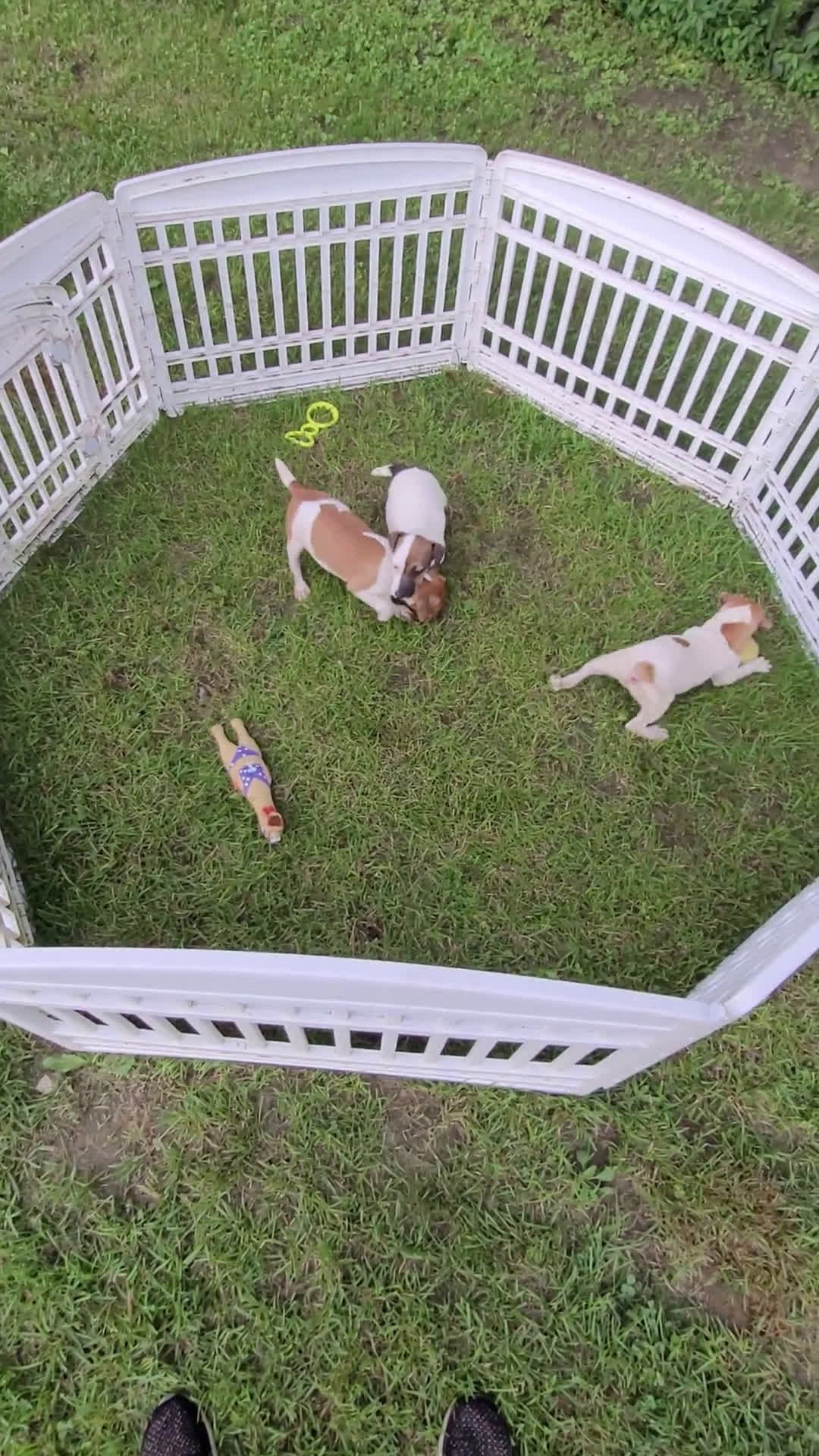 Jack Russell Terrier dogs for sale: Jack Russell Terrier 6 puppies - Video 1