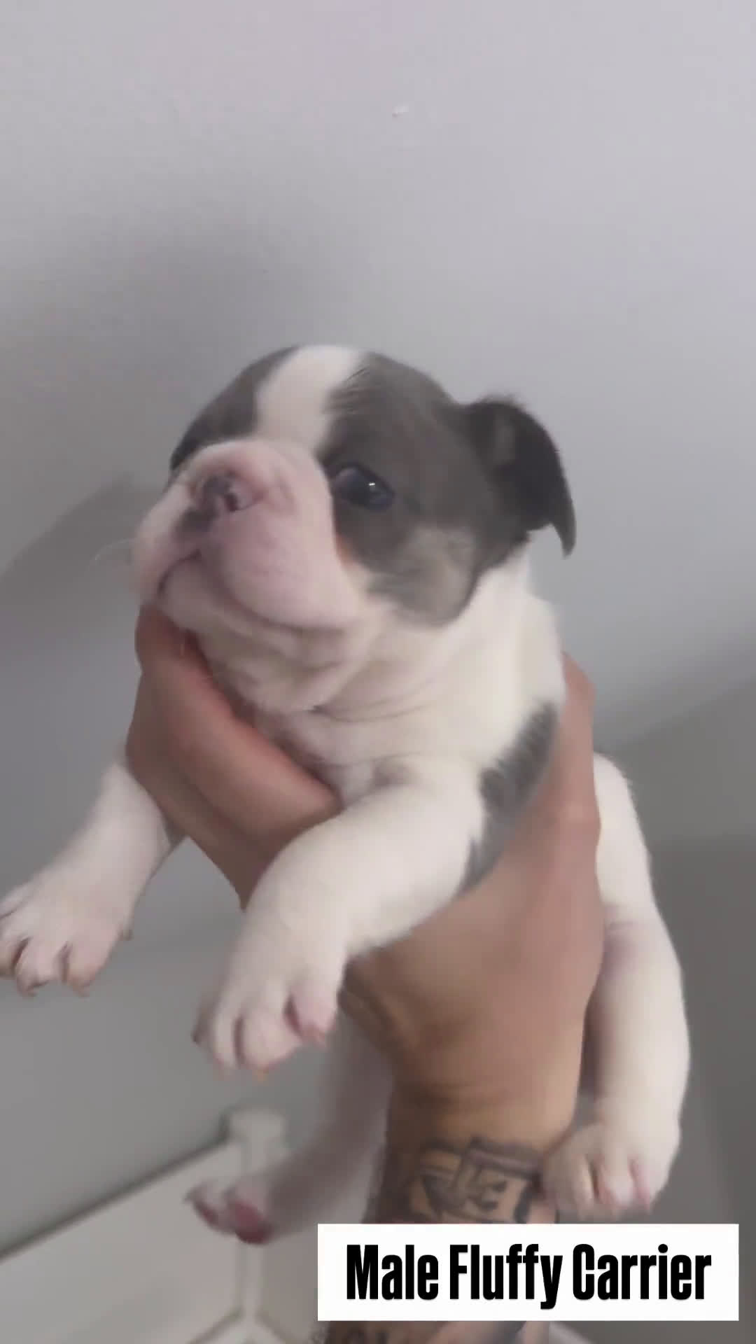 French Bulldog dogs for sale: French Bulldog 3 puppies - Video 1